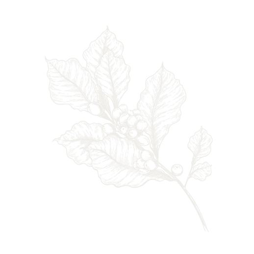 Coffee plant illustration